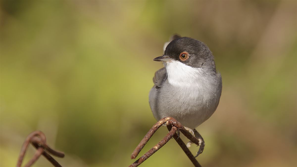 Sardinian Warbler