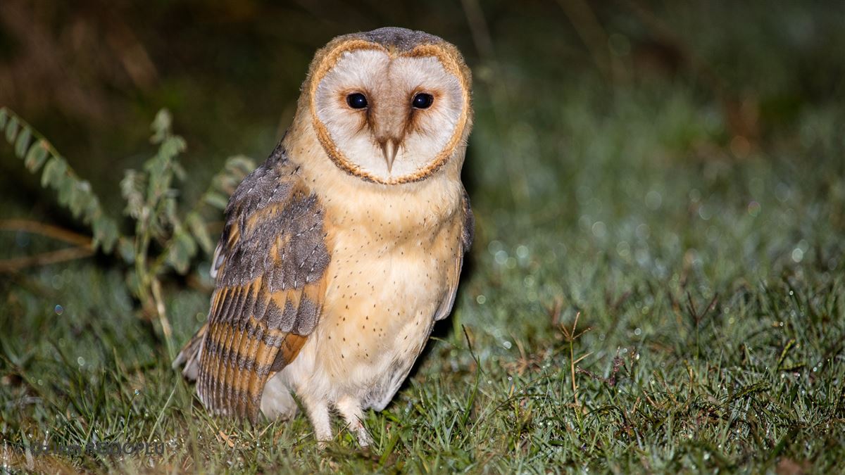 Western Barn Owl