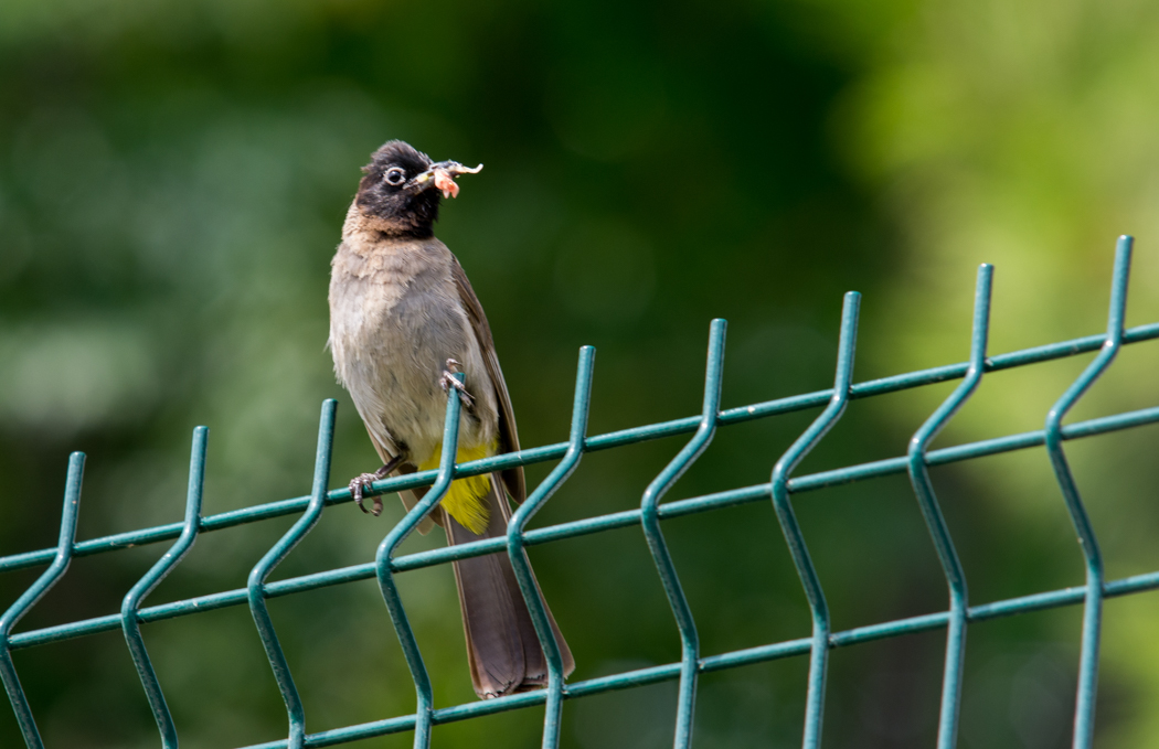 White-spectacled Bulbul
