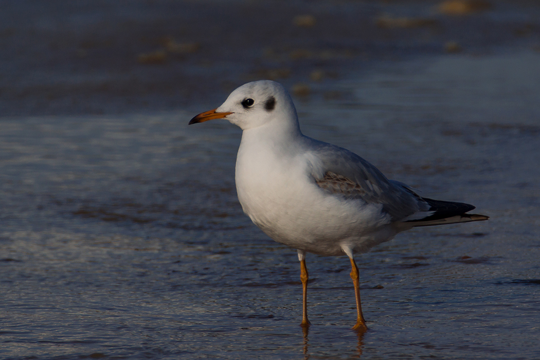 Black-headed Gull