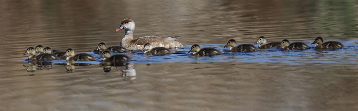 Red-crested Pochard