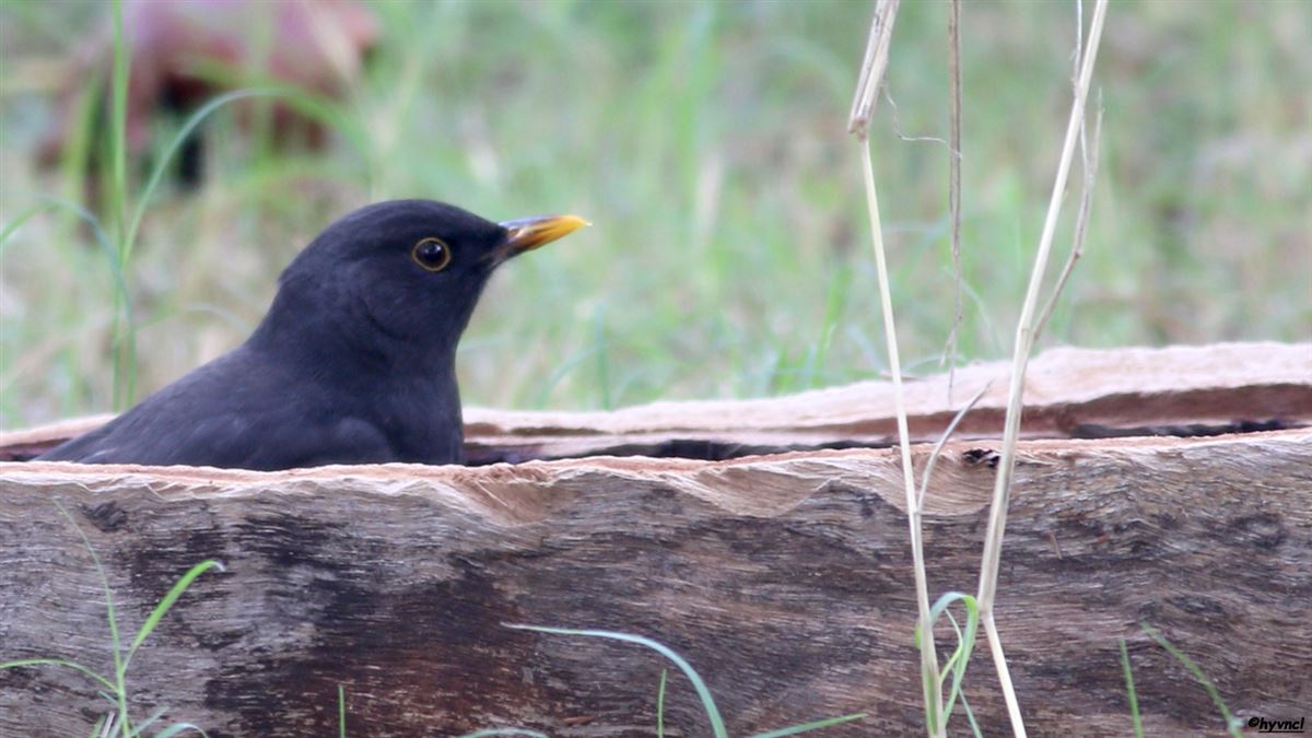 Common Blackbird