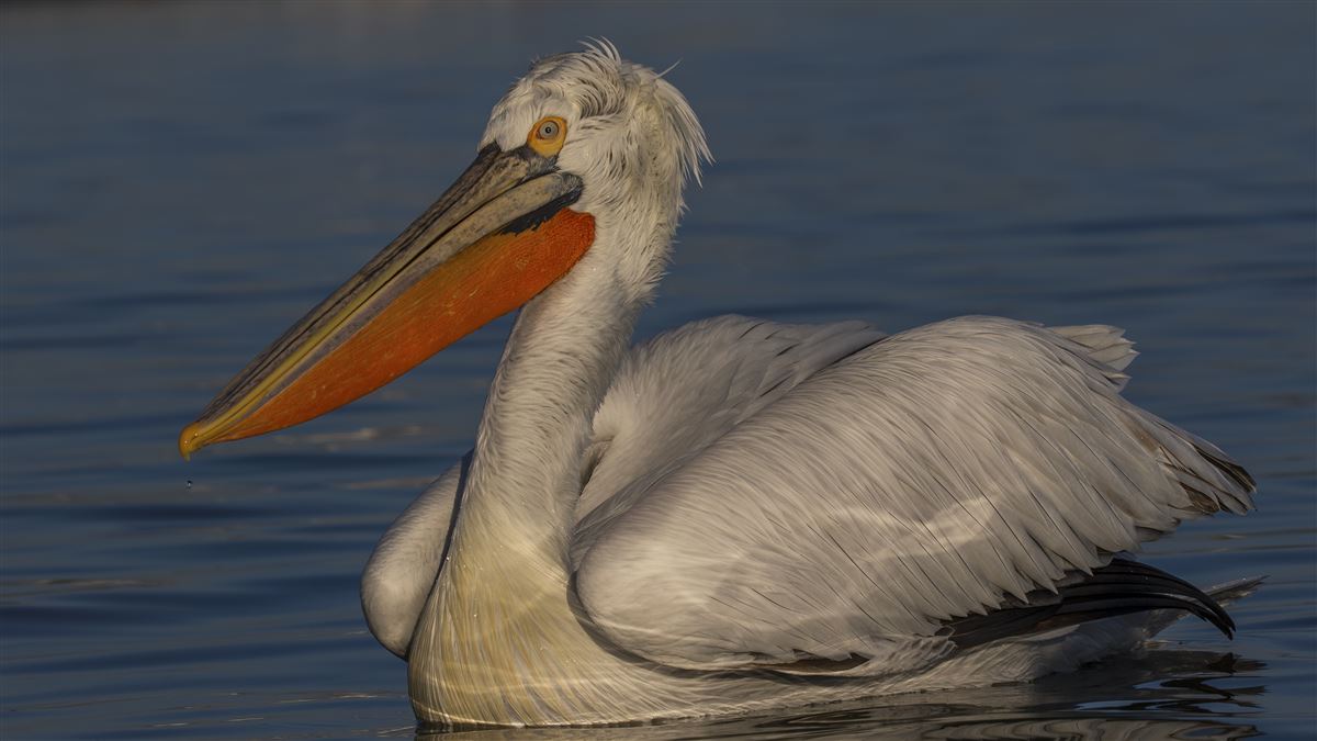 Dalmatian Pelican