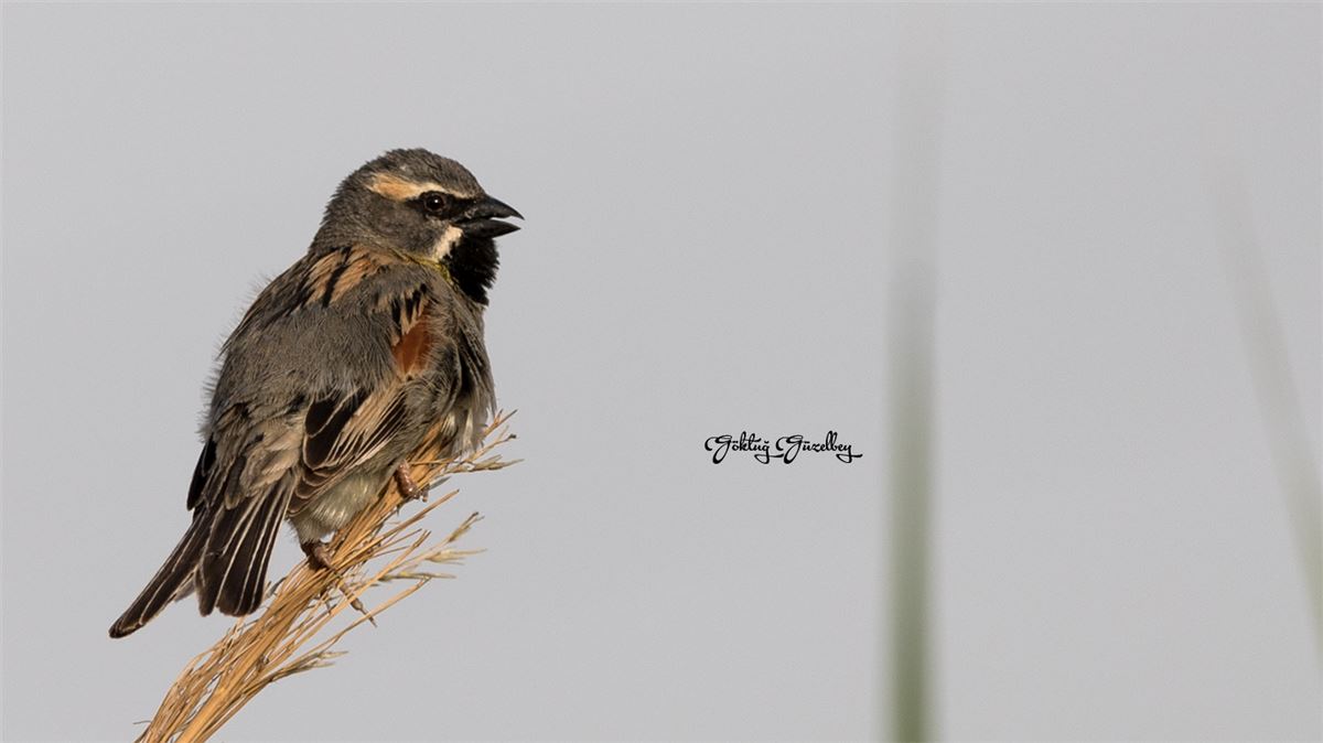 Dead Sea Sparrow