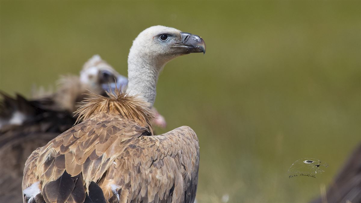 Griffon Vulture