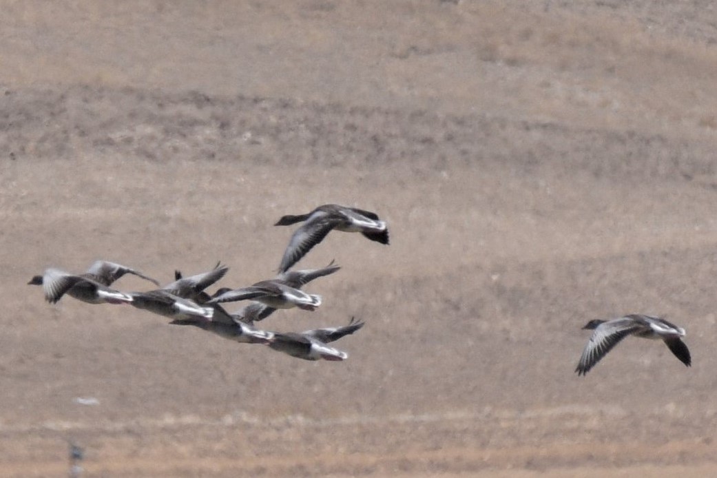 Greylag Goose