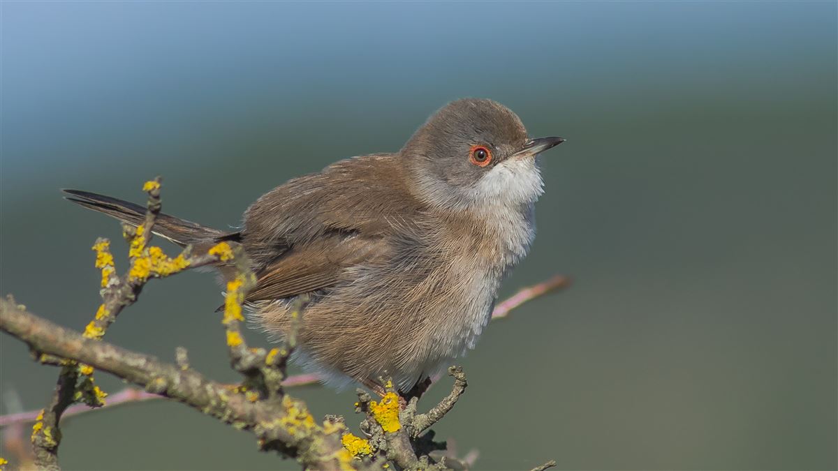 Sardinian Warbler