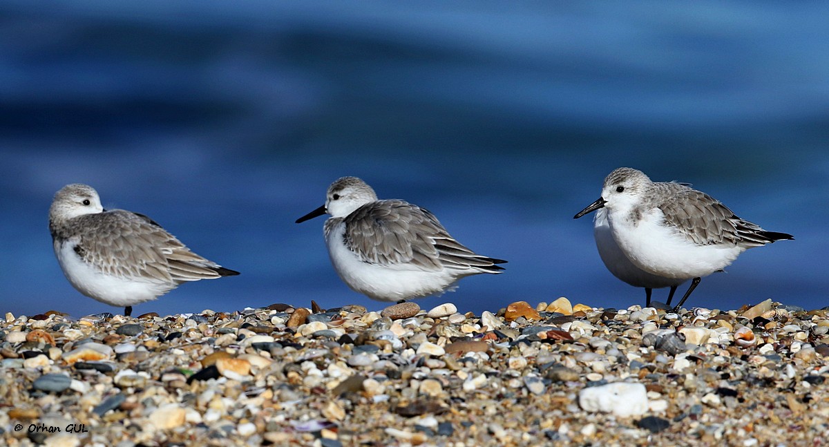 Sanderling