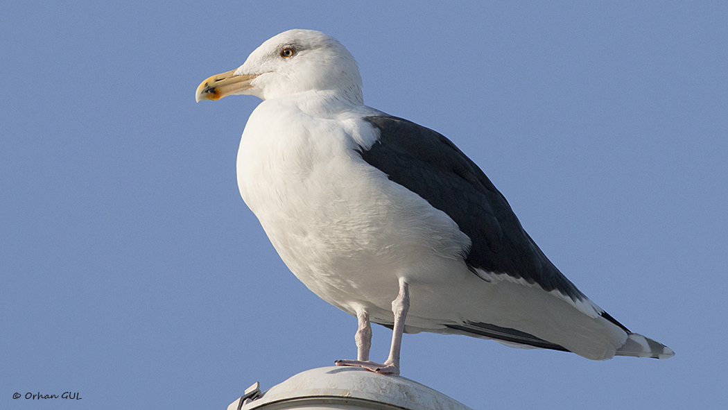 Great Black-backed Gull