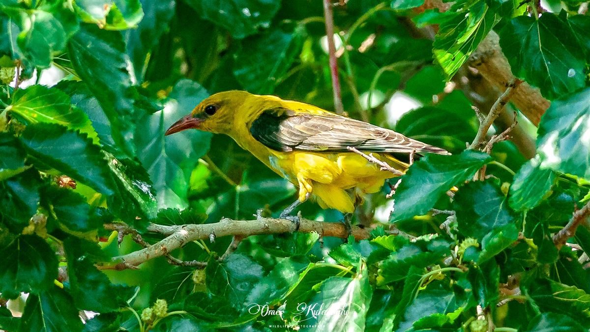 Eurasian Golden Oriole