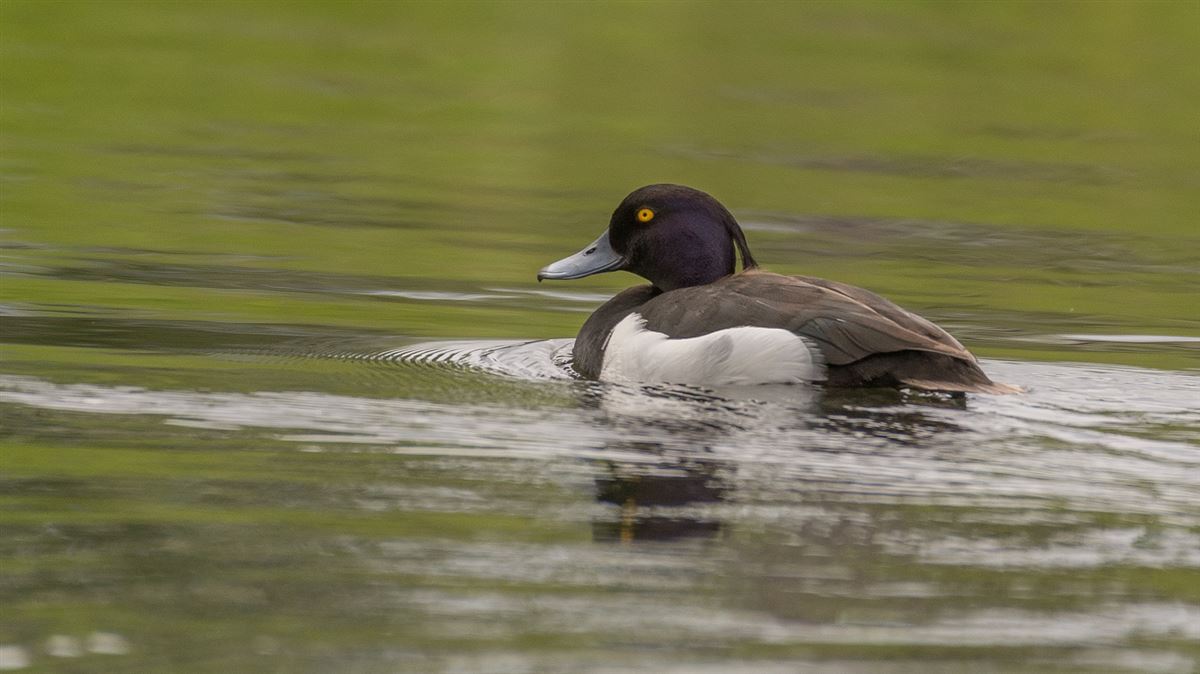 Tufted Duck