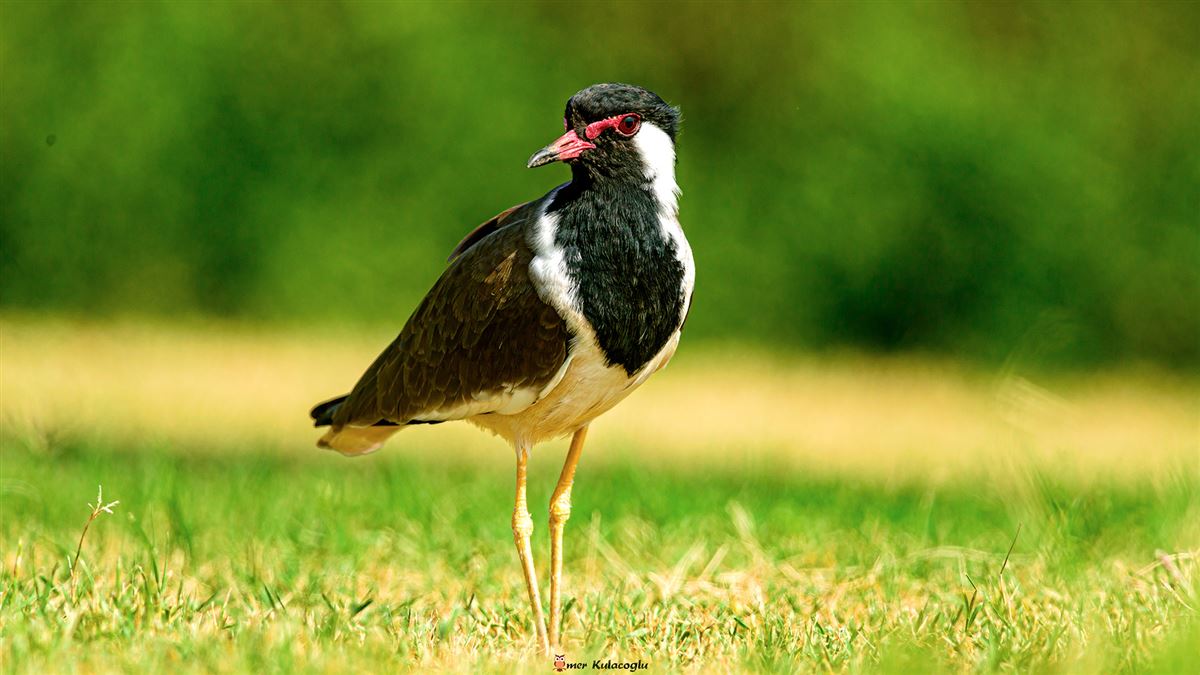 Red-wattled Lapwing