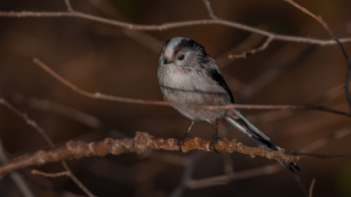 Long-tailed Tit