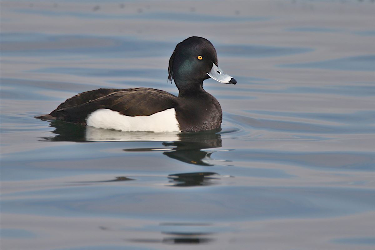 Tufted Duck