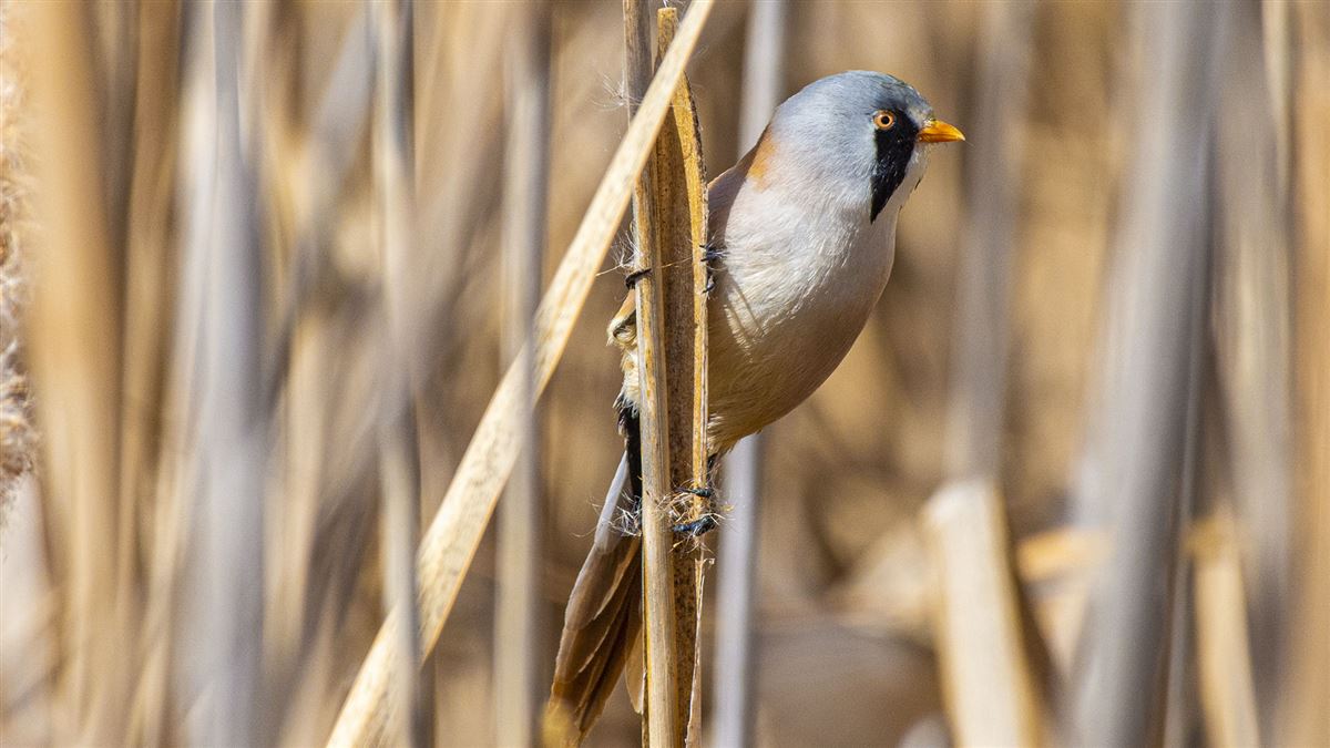 Bearded Reedling