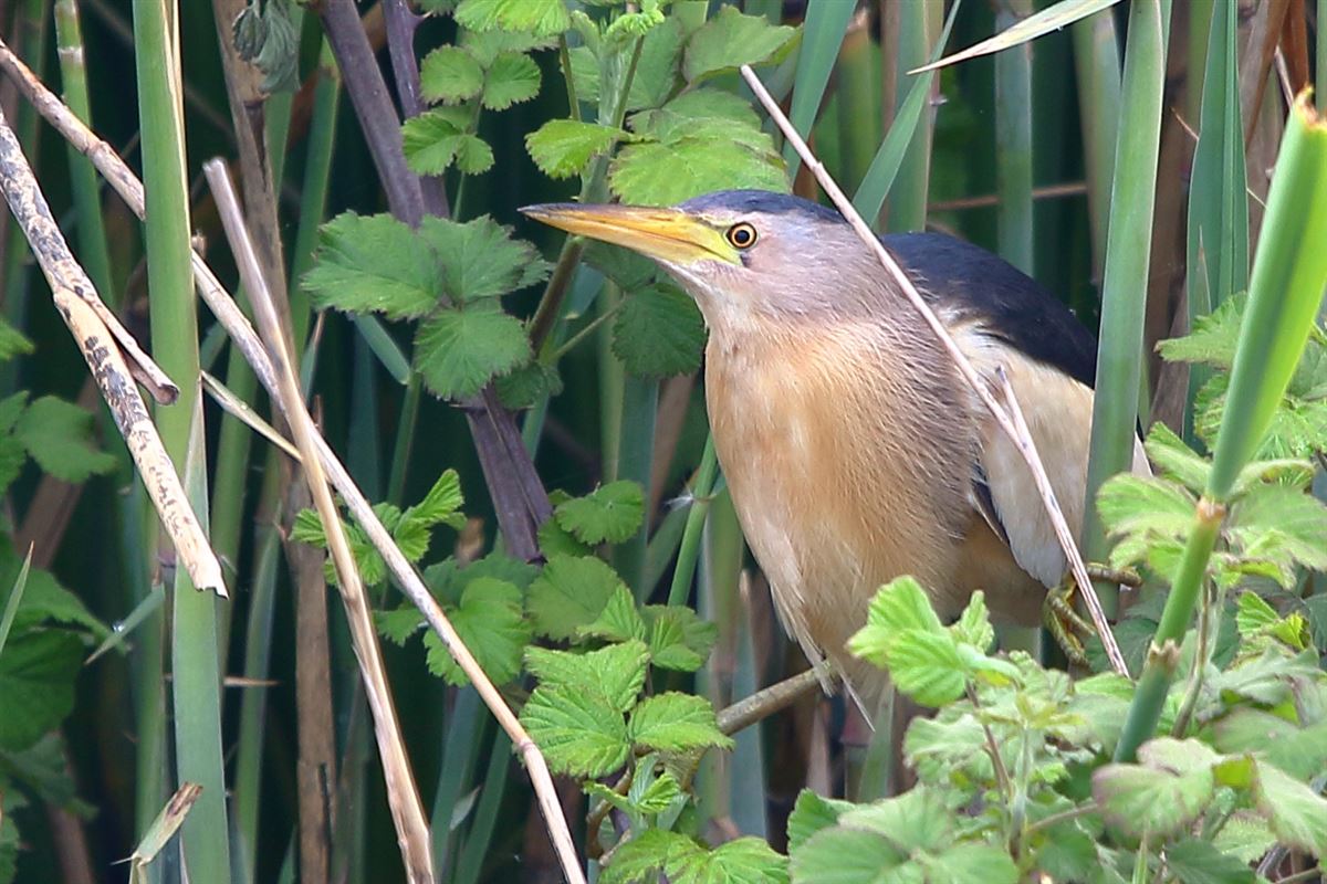 Little Bittern