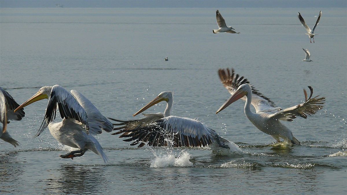 Dalmatian Pelican