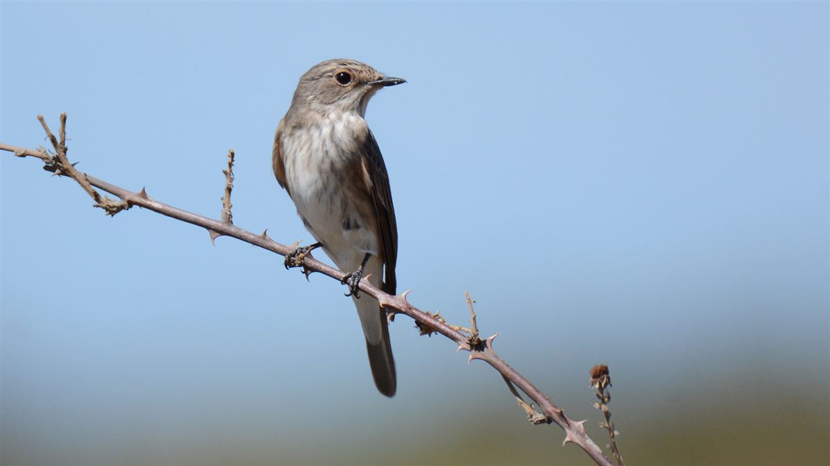 Spotted Flycatcher