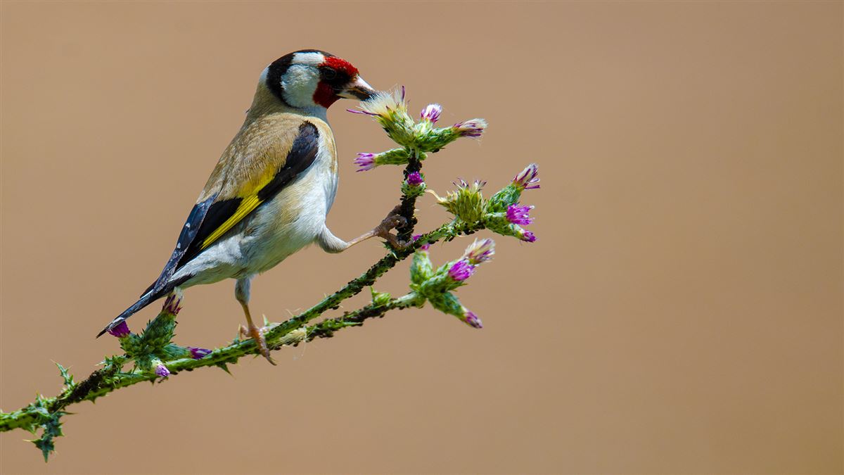 European Goldfinch
