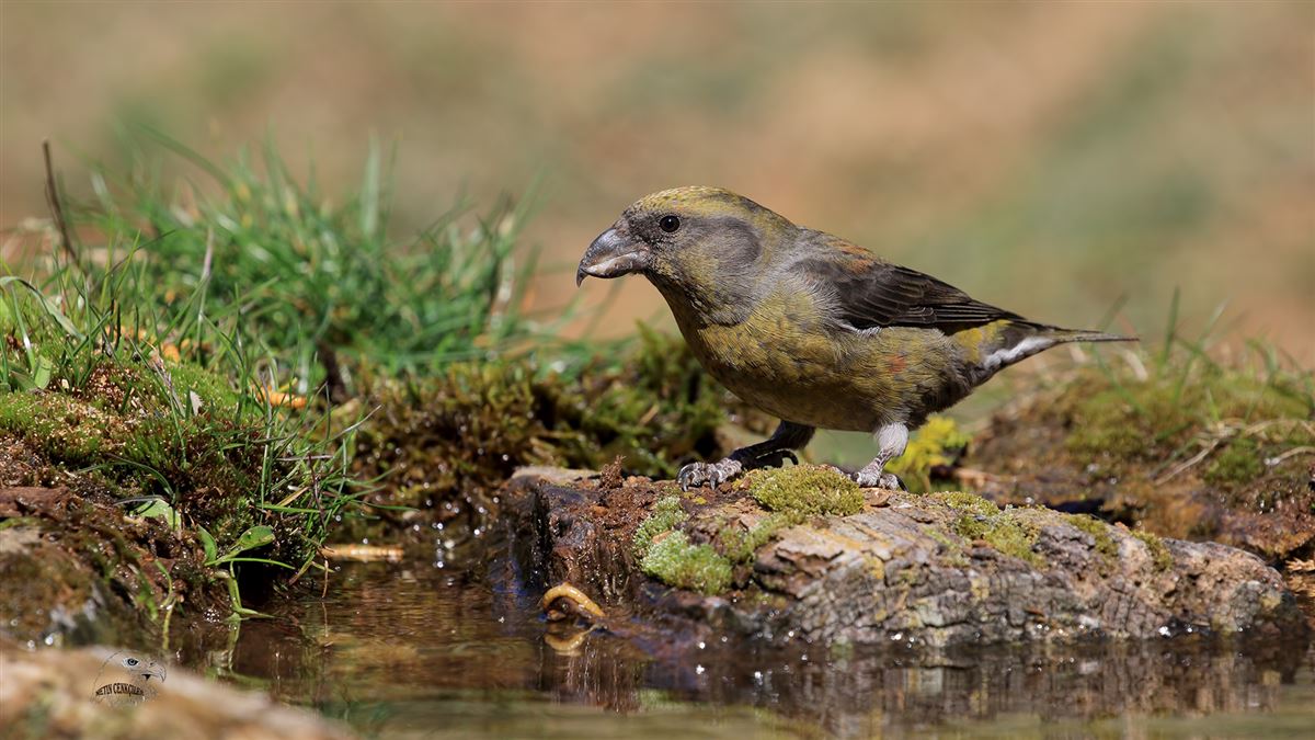 Red Crossbill