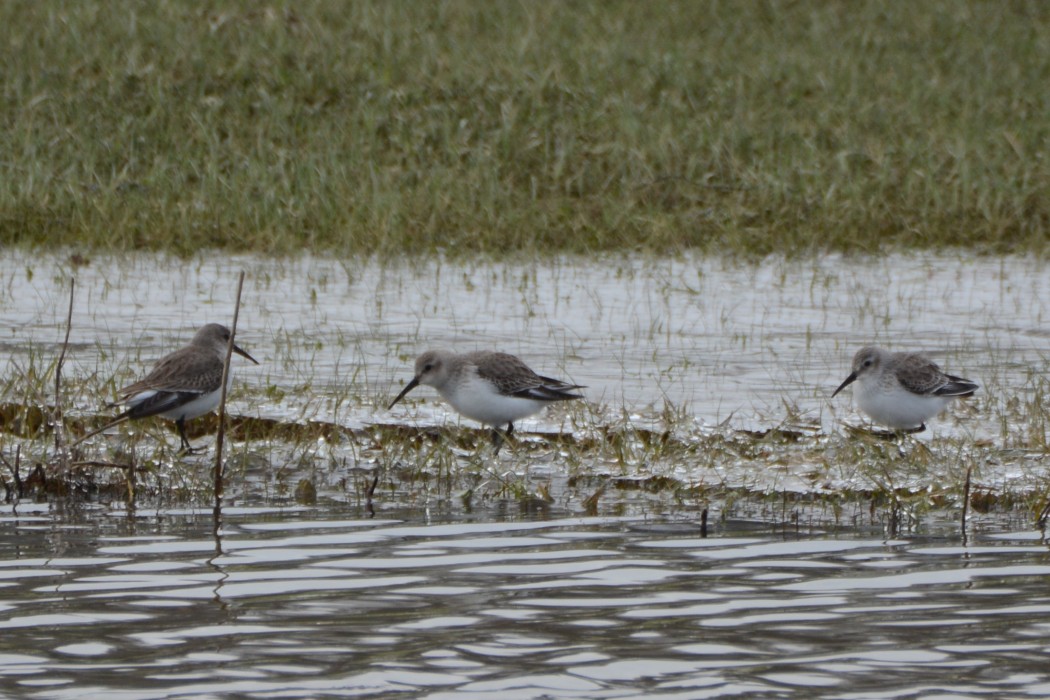 Dunlin