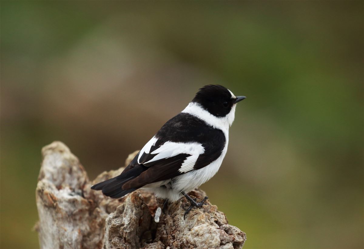 Collared Flycatcher
