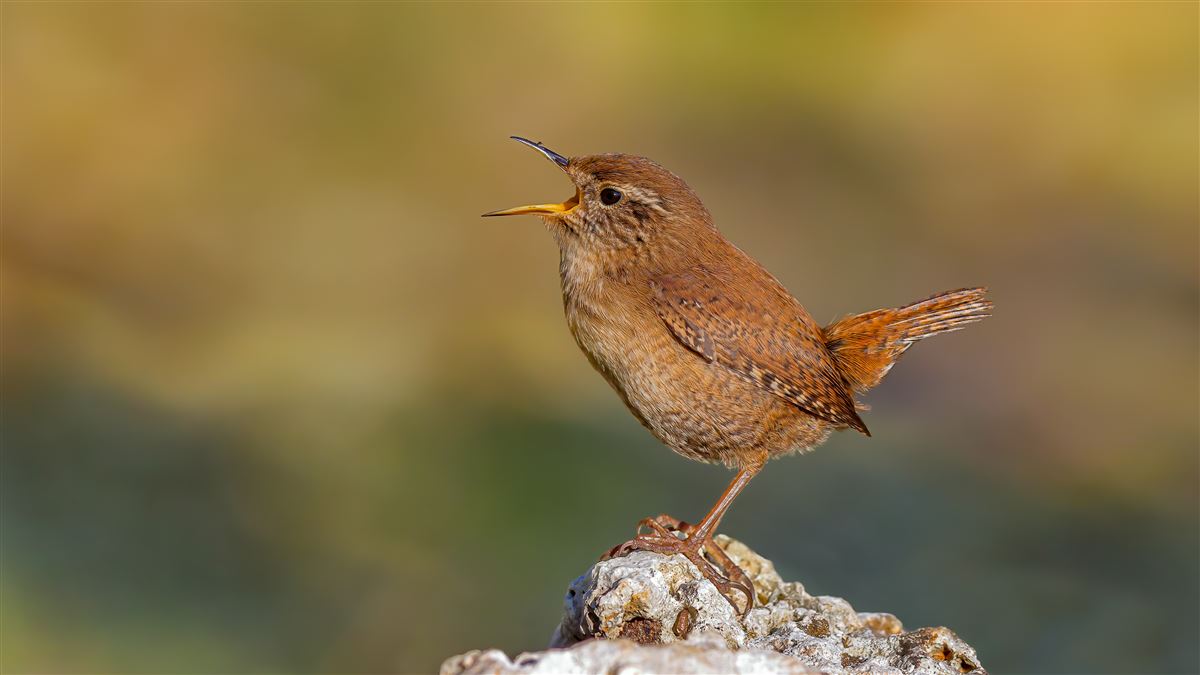 Eurasian Wren