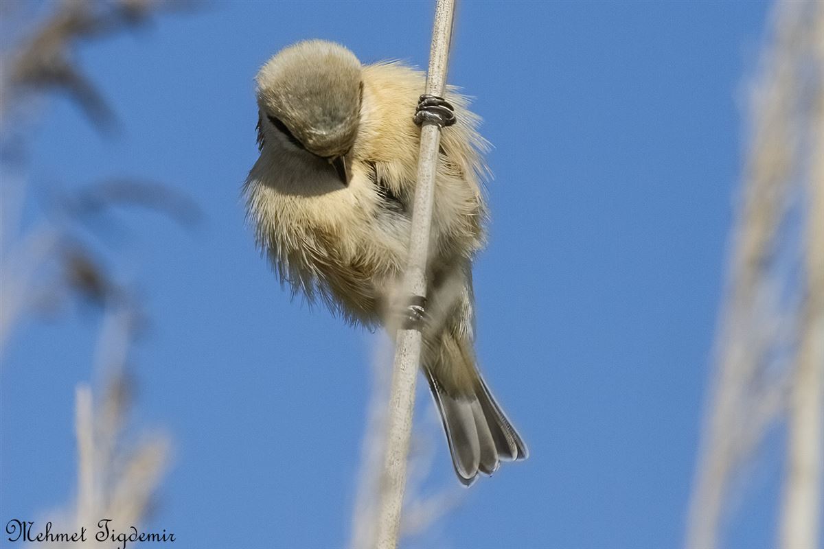 Eurasian Penduline Tit