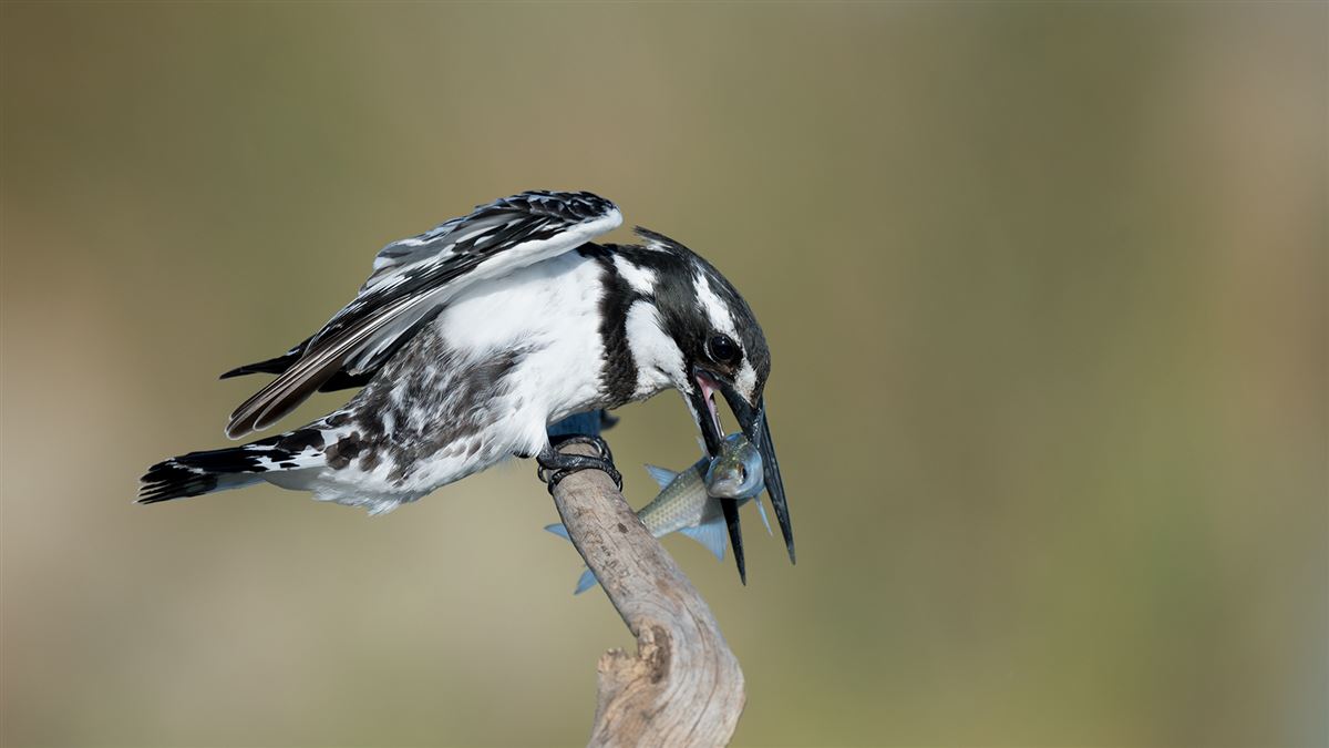 Pied Kingfisher