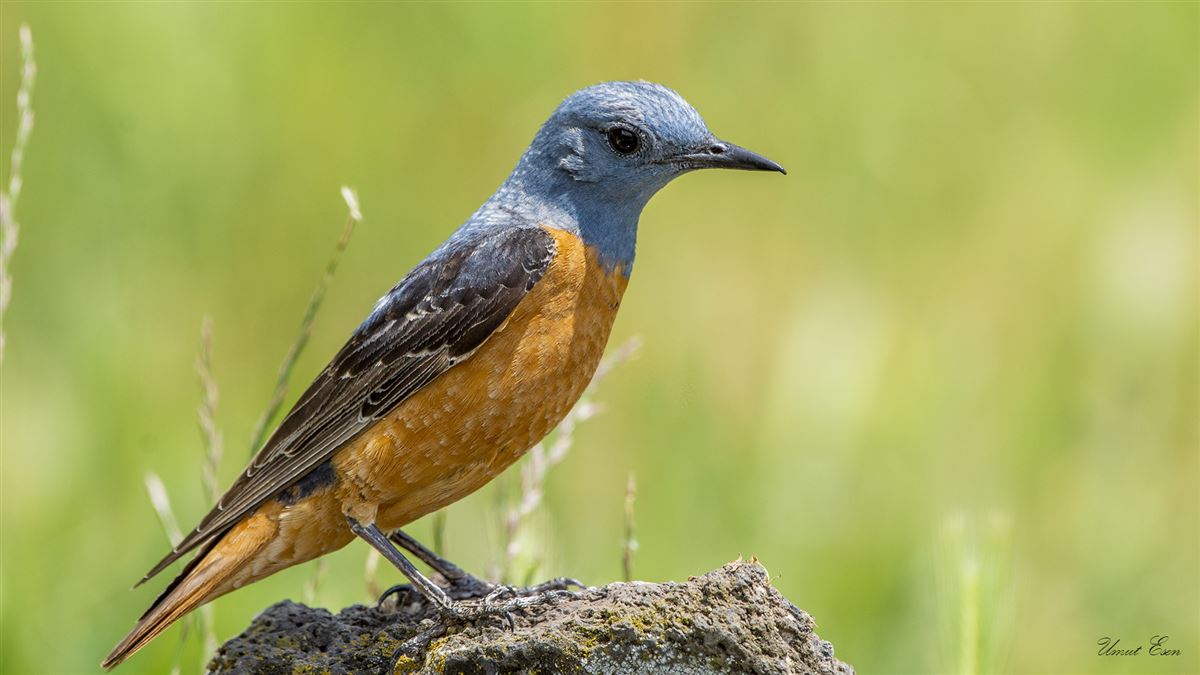 Common Rock Thrush