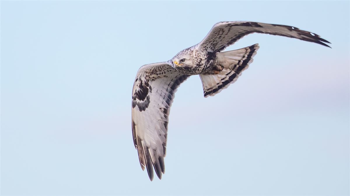 Rough-legged Buzzard