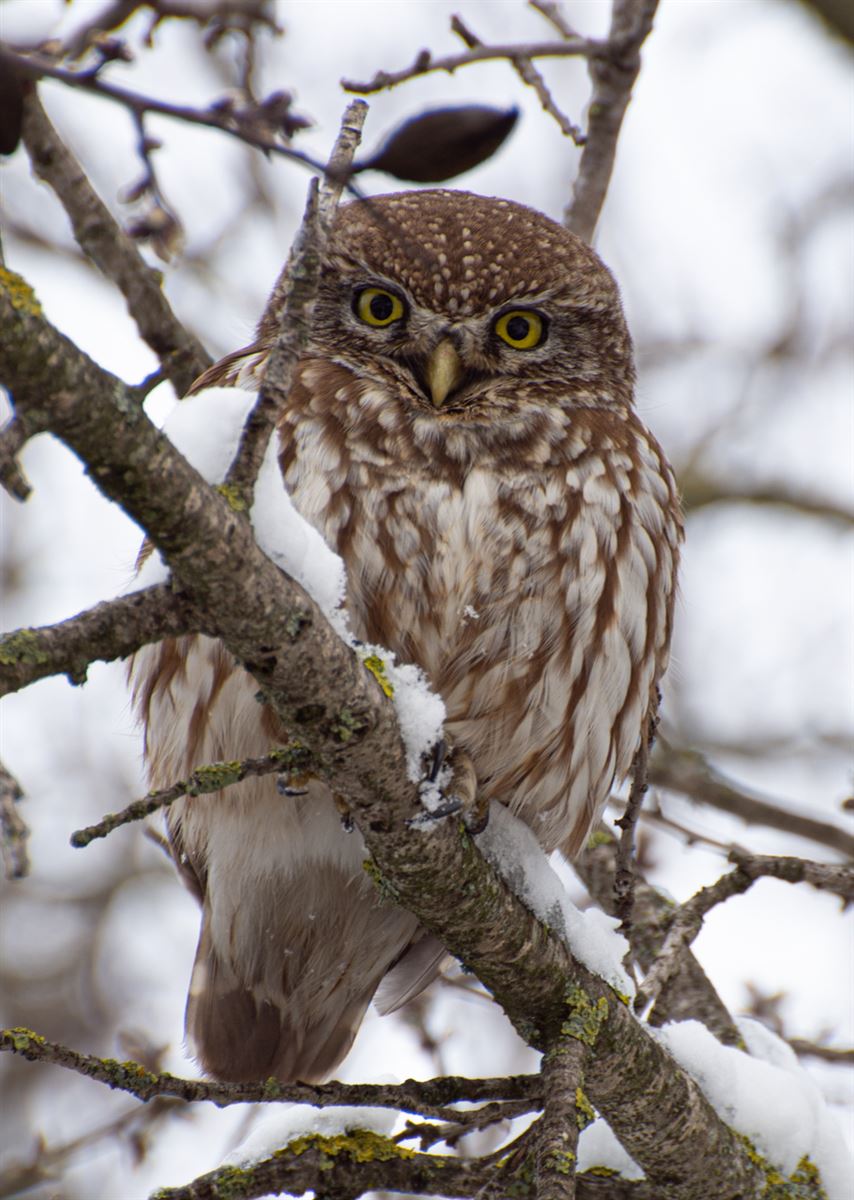Little Owl