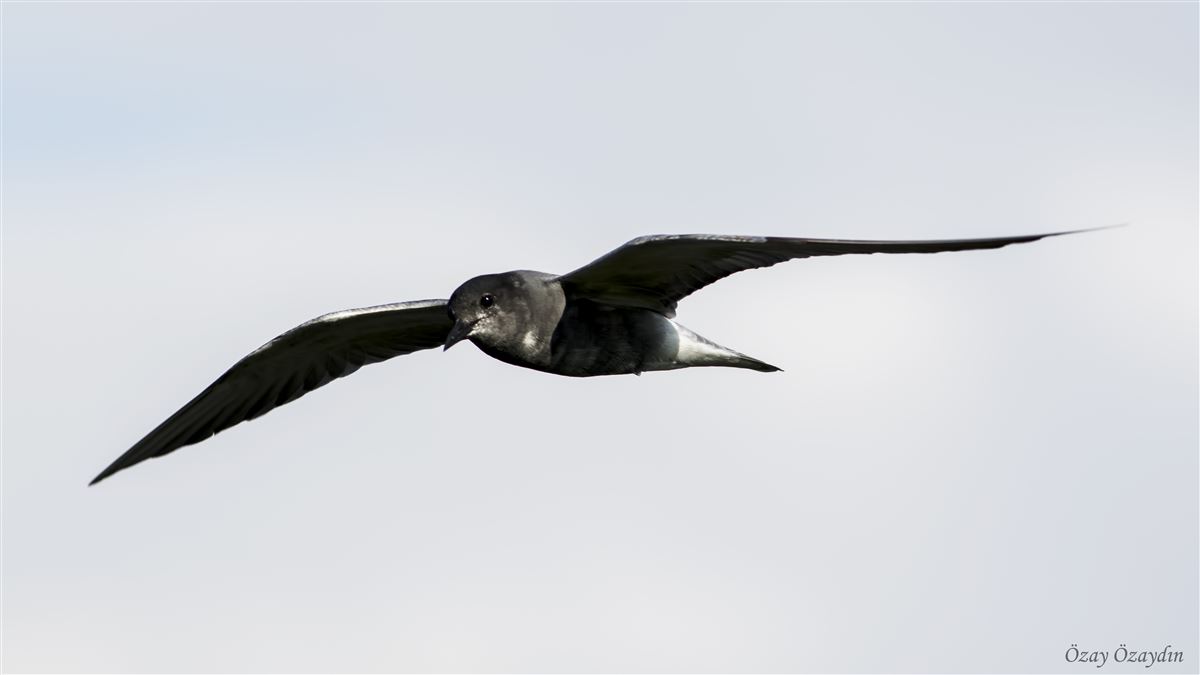 Black Tern