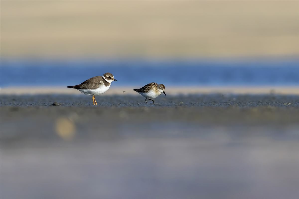 Common Ringed Plover
