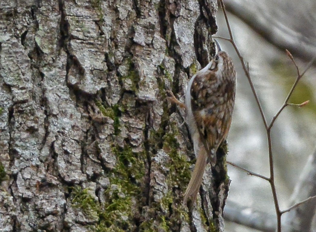 Eurasian Treecreeper