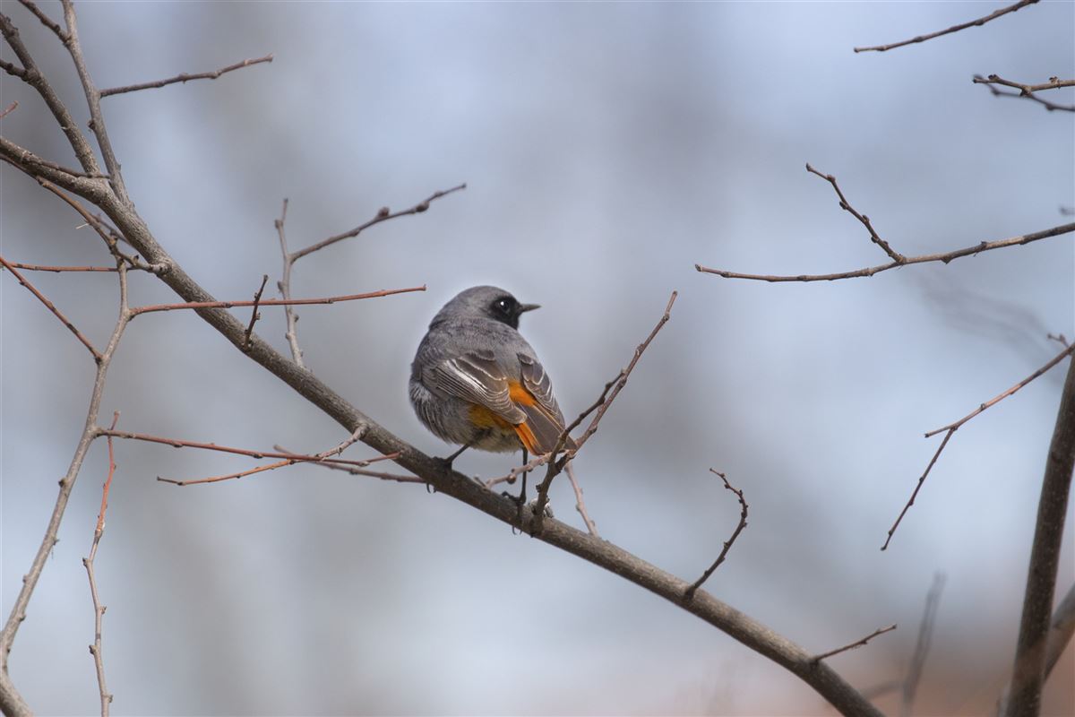 Black Redstart