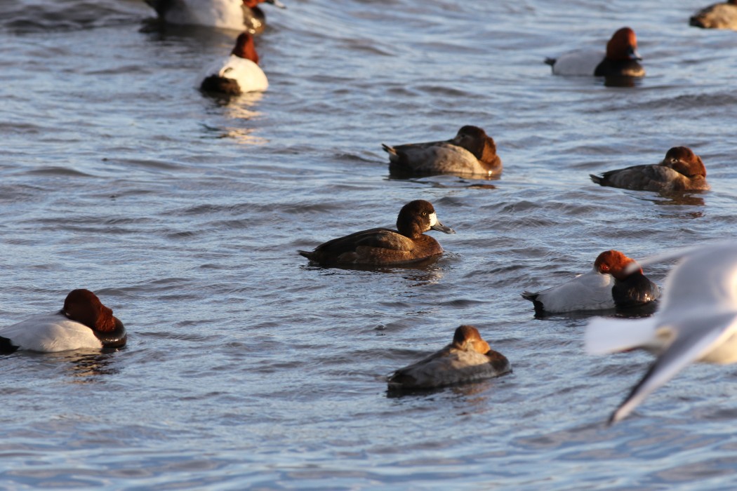 Greater Scaup