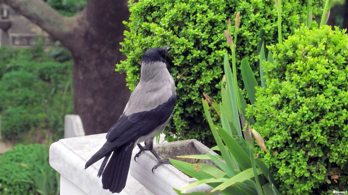Hooded Crow