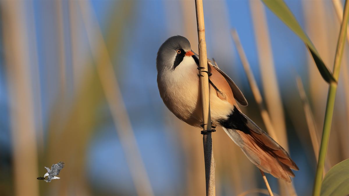 Bearded Reedling