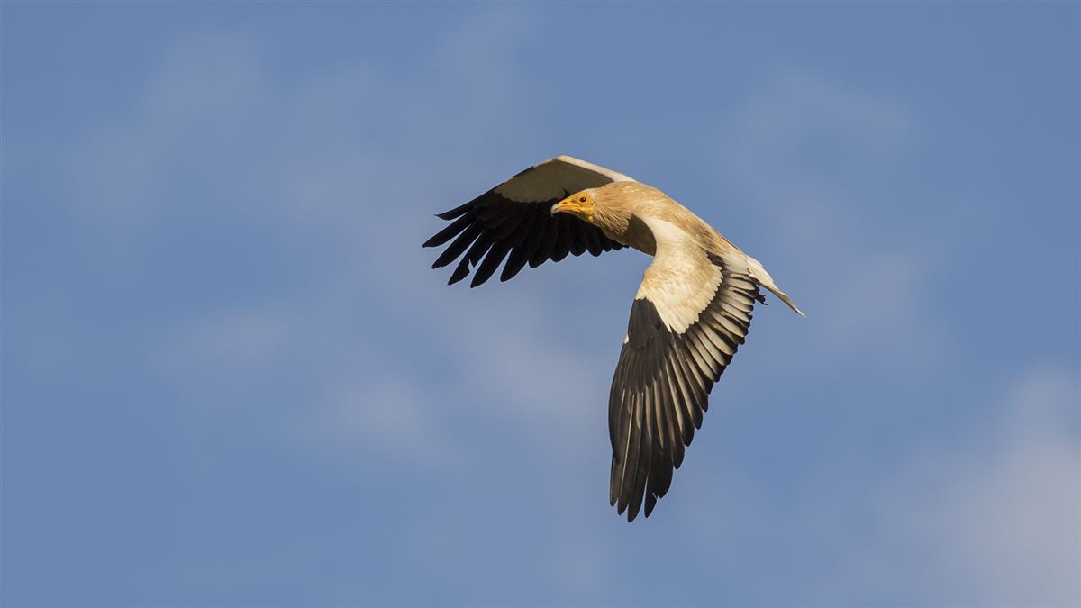 Egyptian Vulture