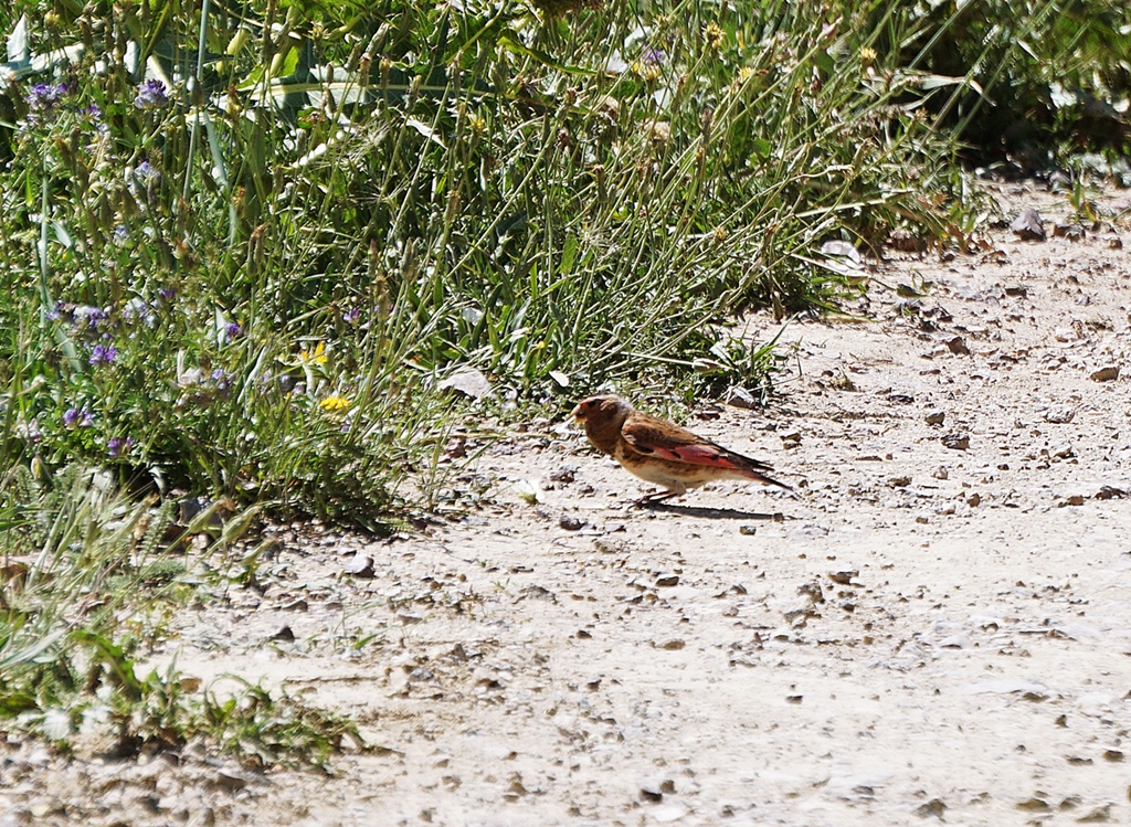 Crimson-winged Finch