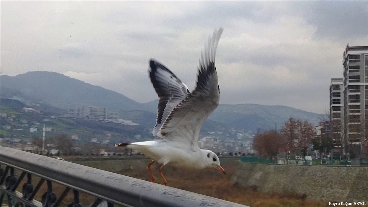 Black-headed Gull