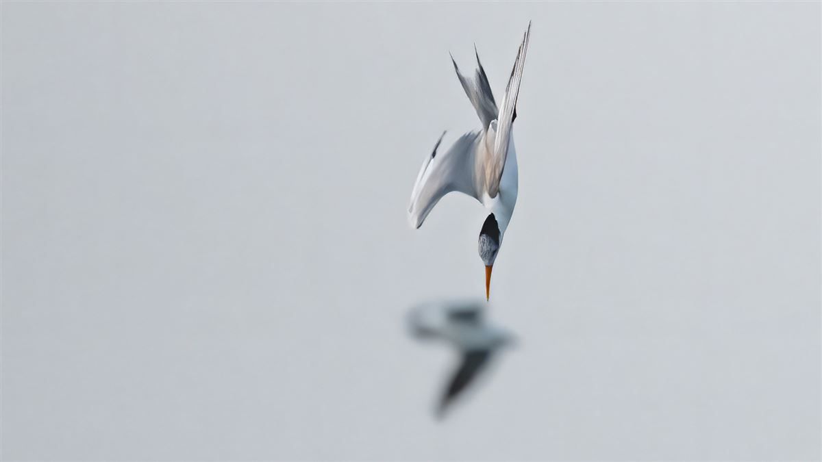 Lesser Crested Tern