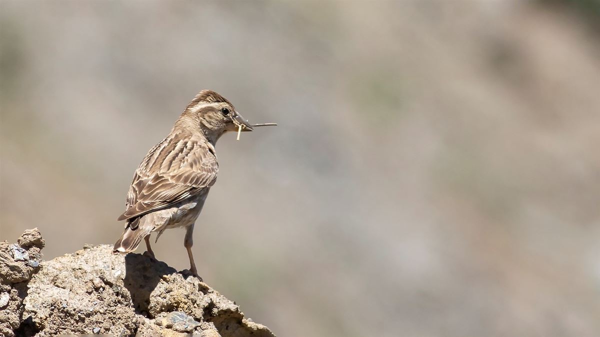 Rock Sparrow