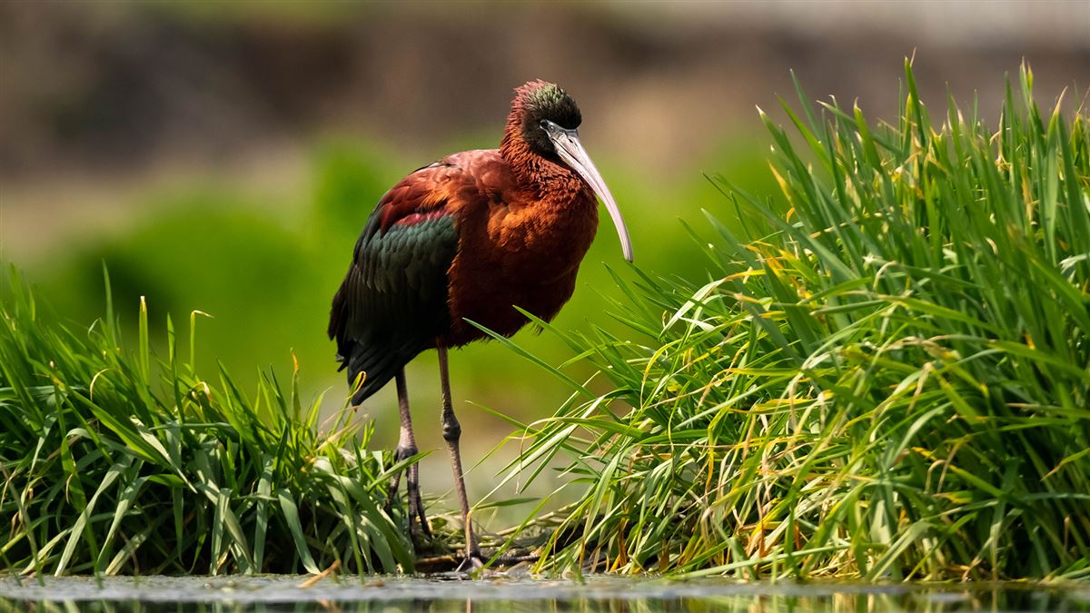 Glossy Ibis