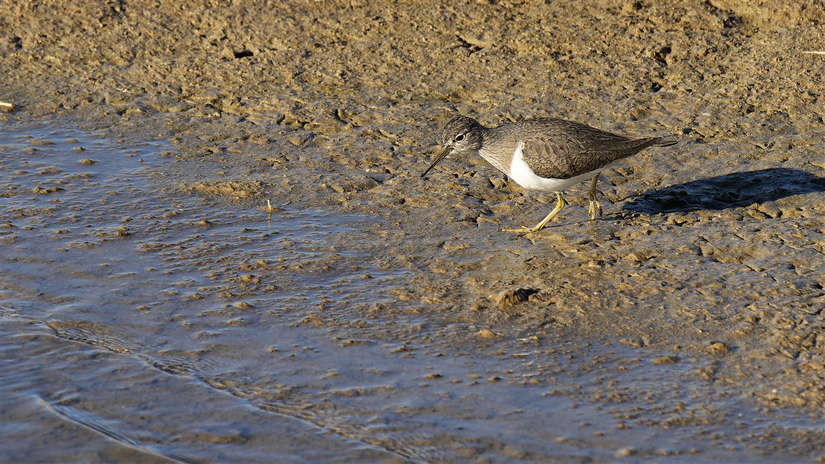 Common Sandpiper