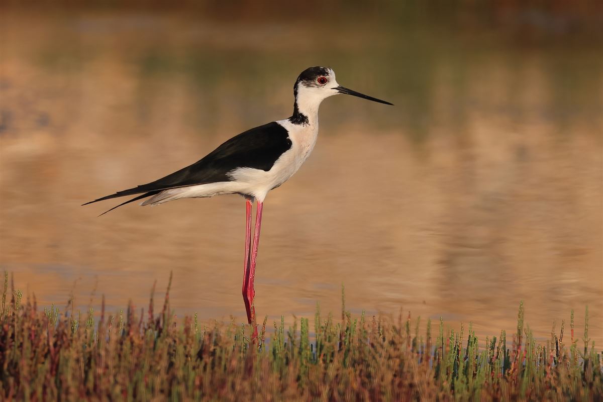 Black-winged Stilt