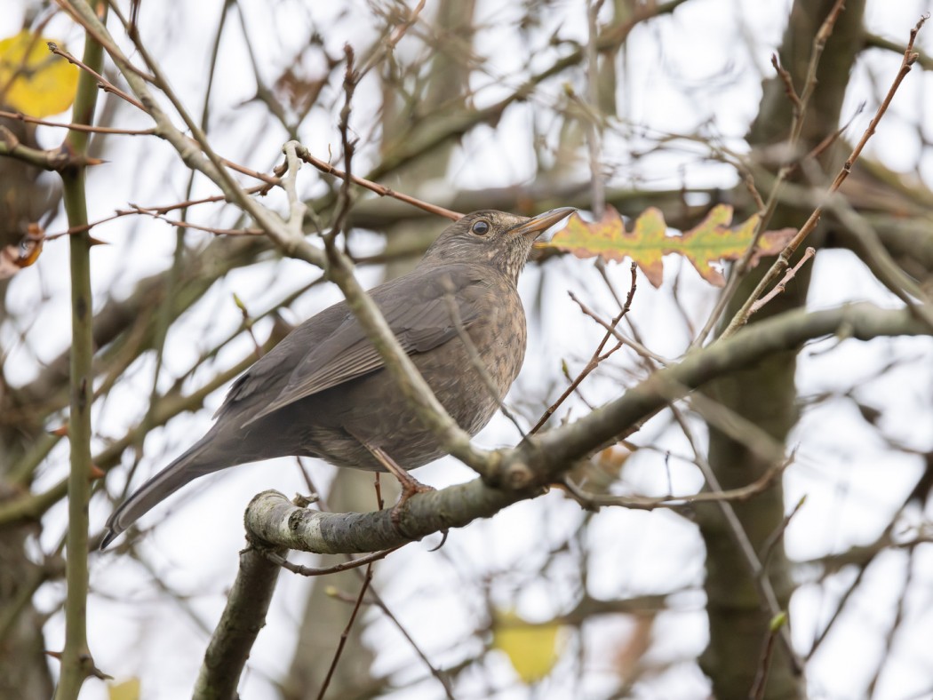 Common Blackbird