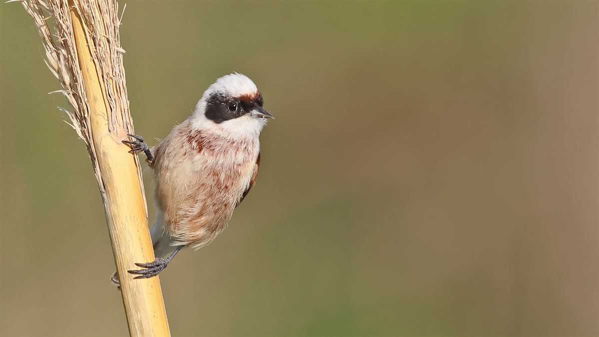 Eurasian Penduline Tit