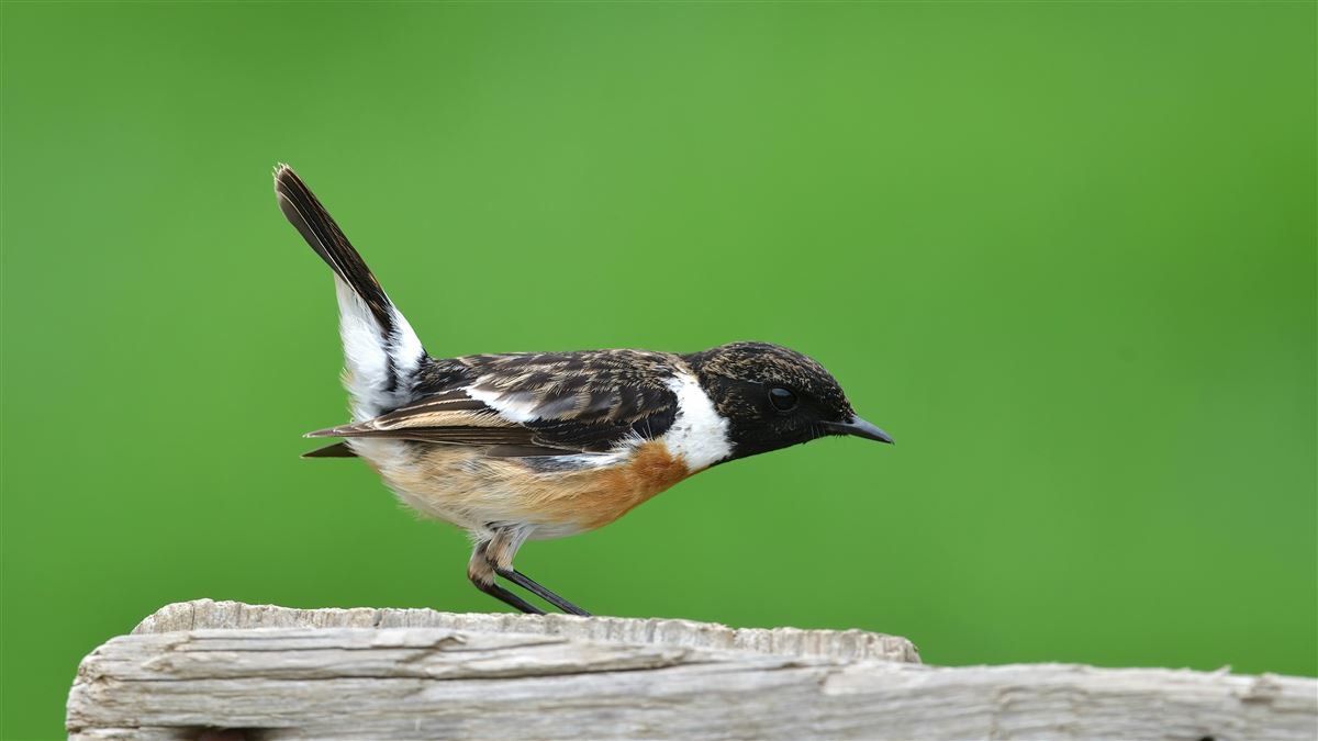 European Stonechat